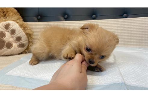 販売中の兵庫県のポメチワ:ポメラニアン×チワワ-391726の3枚目